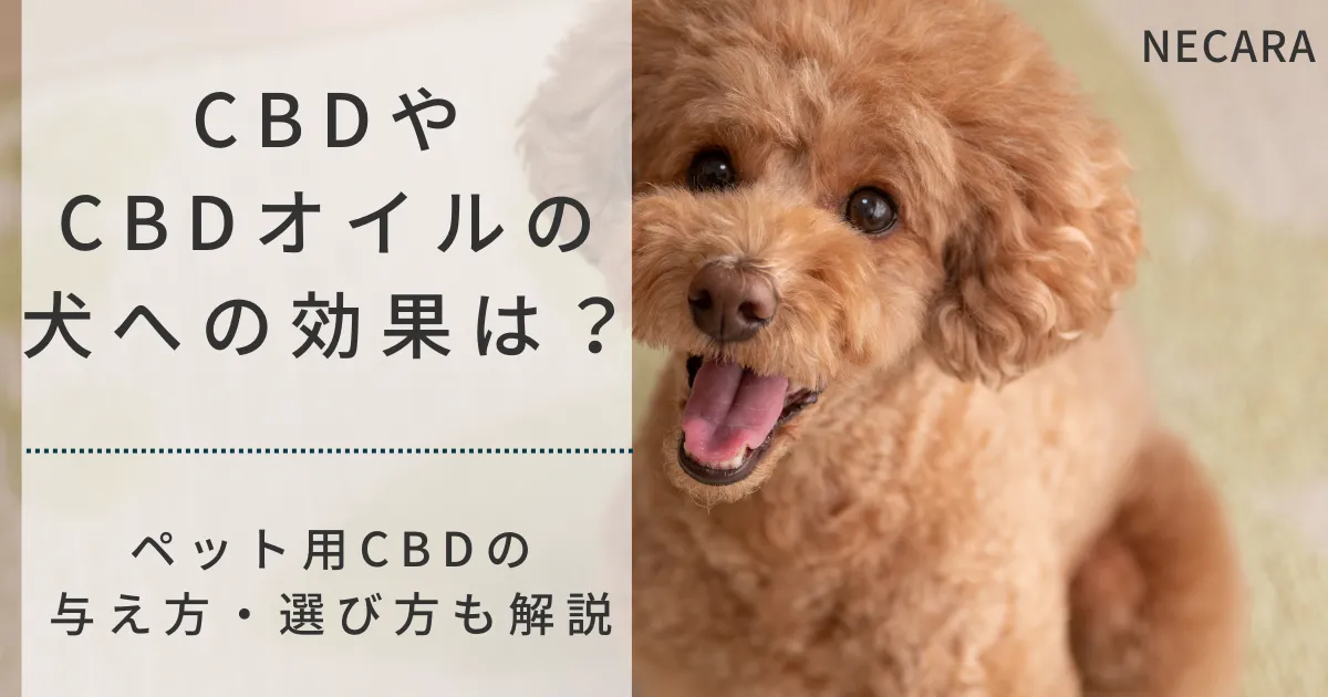CBDやCBDオイルは犬にも効果的